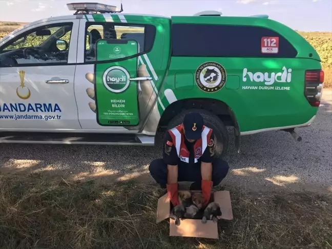 Edirne'de sahipsiz 5 yavru köpek barınağa götürüldü