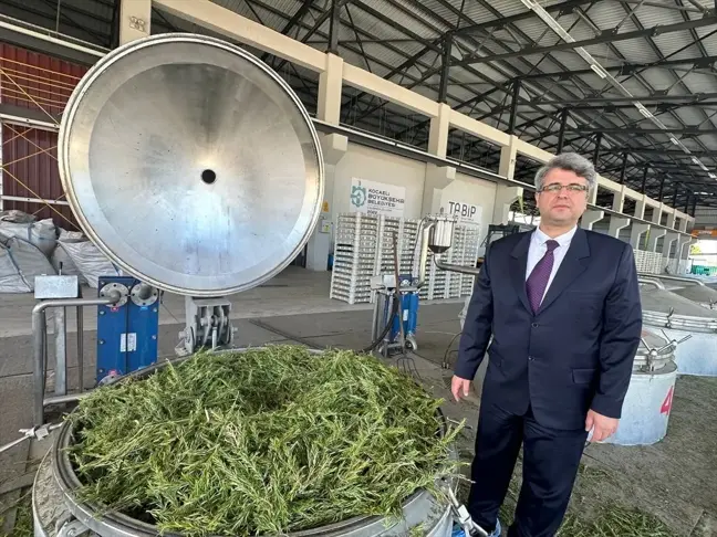 Kocaeli'de Tıbbi ve Aromatik Bitki Üretimiyle Yüksek Katma Değer Sağlanıyor