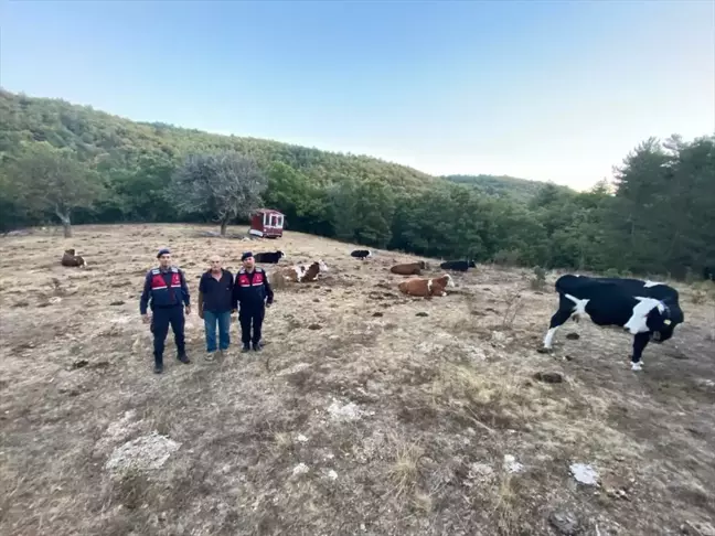 Eskişehir'de kaybolan büyükbaş hayvan sürüsü dronla bulundu