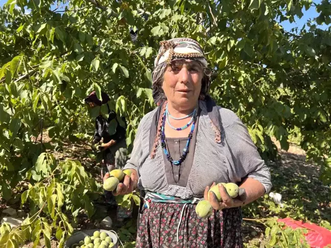 Kahramanmaraş'ta Maraş-18 Cevizi Hasat Dönemi Başladı