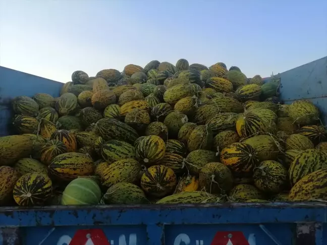 Arguvan'ın Narmikan kavunu Türkiye genelinde satışa sunuldu