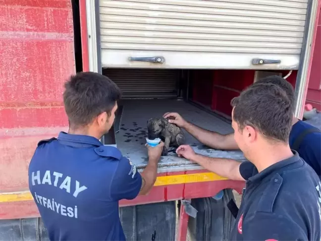Antakya'da çıkan yangında yavru köpek son anda kurtarıldı