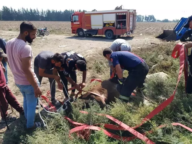 Antakya'da Kuyuya Düşen Buzağı Kurtarıldı