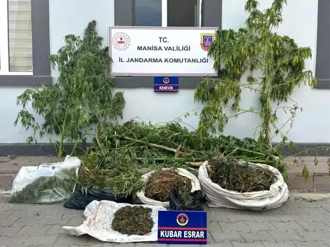 Manisa'da sazlıkta kenevir ve esrar ele geçirildi