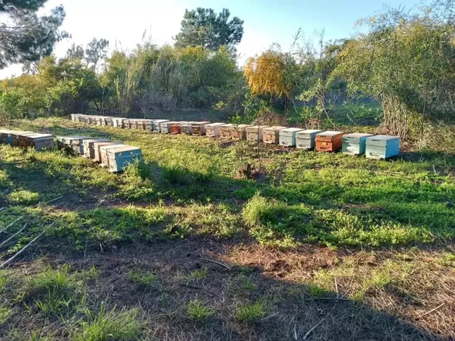 Şırnak'ta Organik ve Doğal Bal Hasadı Başladı