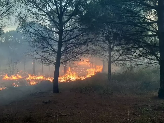Çanakkale'de Orman Yangını Kontrol Altına Alındı