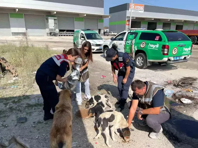 Düzce İl Emniyet Müdürlüğü Sokak Köpeklerini Besledi