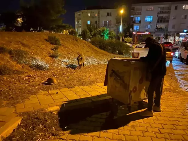 İzmir'in Balçova ilçesinde domuz sürüleri ortaya çıktı