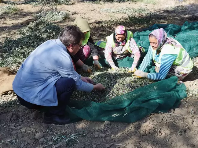 Edremit Belediyesi, Zeytin Hasadıyla Zeytinyağı Üretimine Devam Ediyor