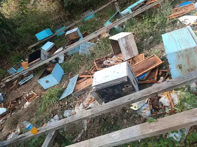 Sinop'ta Ayılar Arı Kovanlarını Parçalayarak Zarar Verdi