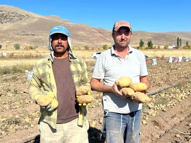 Nevşehir'de Kışlık Patates Hasadı Başladı