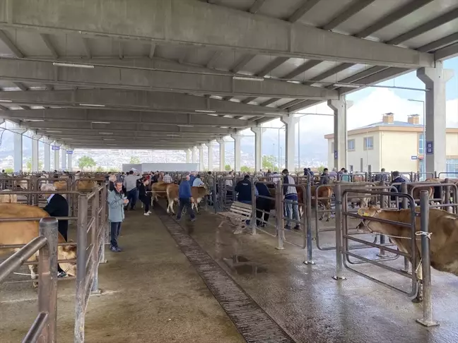 Kahramanmaraş'ta depremden etkilenen çiftçilere 130 büyükbaş hayvan dağıtıldı