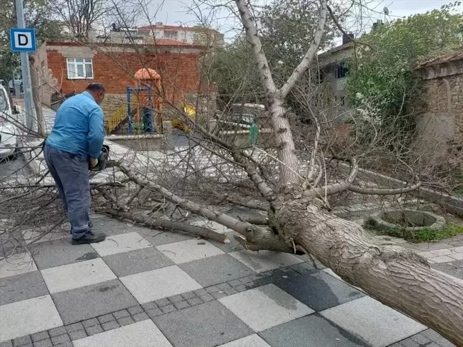 Malkara'da Fırtına Sonucu Ağaçlar Devrildi
