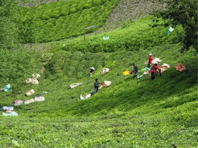 Doğu Karadeniz'de Çay Tarımında Gübreleme Sorunu