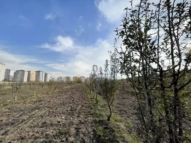 Kuraklığa Dayanıklı Ahlat Ağaçları Kayseri'de Korunuyor