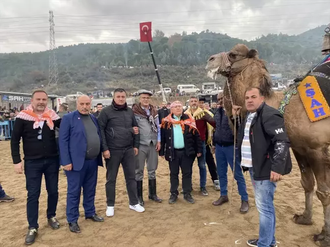 Alaşehir Belediyesi Deve Güreşleri Şenliği Düzenlendi