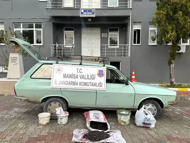 Manisa'da başkasına ait zeytin bahçesinden hırsızlık