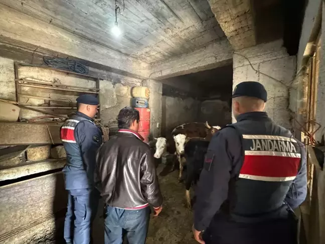 Adıyaman'da Kaybolan 16 Büyükbaş Hayvan Dron Yardımıyla Bulundu