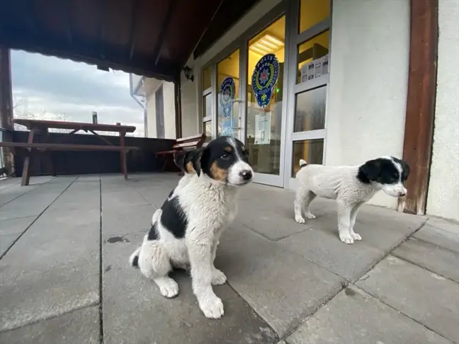 Mudurnu Emniyet Müdürlüğü, Köpek Yavrularının Bakımını Üstlendi