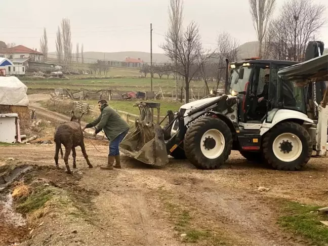 Ankara'da bataklığa saplanan eşek kepçeyle kurtarıldı