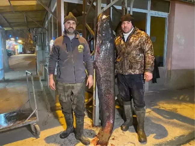 Edirne'de 71 Kilo Yayın Balığı Avlandı