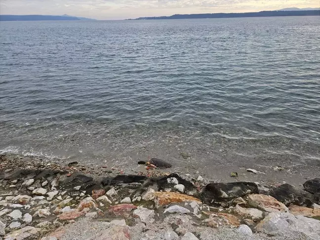 Çanakkale'nin Eceabat ilçesinde ölü caretta caretta bulundu
