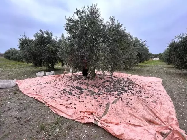Manisa'da Zeytin Hasadı Tamamlandı