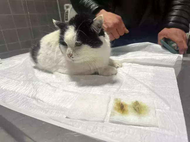 Bilecik'te rahatsızlanan kedi endoskopi ile sağlığına kavuştu