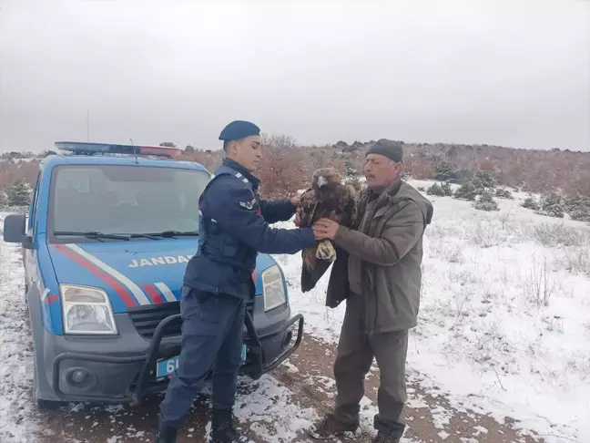 Yozgat'ta Yaralı Halde Bulunan Şah Kartal Tedavi Altına Alındı