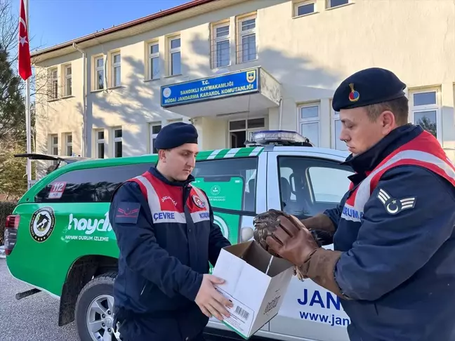 Afyonkarahisar'da Yaralı Kızıl Şahin Koruma Altına Alındı