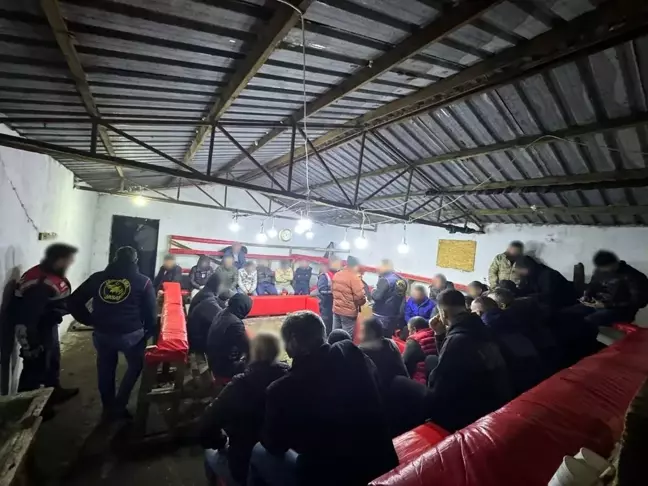 Kocaeli'de Horoz Dövüşü Yapanlara Yüksek Cezalar