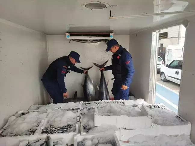 Çanakkale'de Sahil Güvenlik Operasyonu: 11 Orkinos Balığı Ele Geçirildi