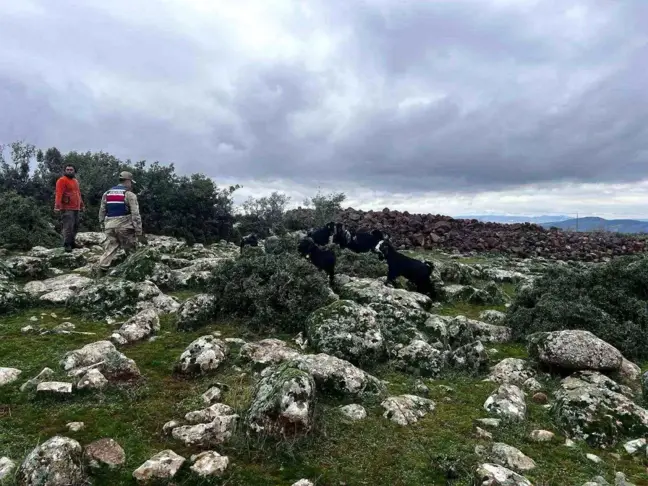 Kilis'te Kaybolan 20 Küçükbaş Hayvandan 17'si Bulundu