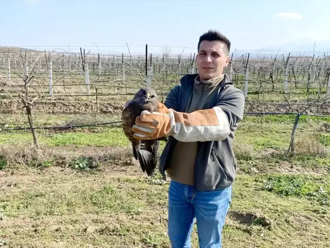 Salihli'de yaralı bulunan şahin koruma altına alındı