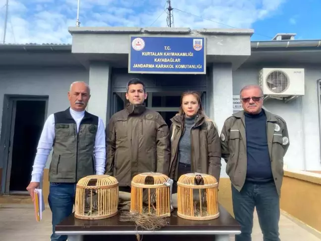 Siirt'te Kaçak Avcıya Para Cezası, Keklikler Doğaya Bırakıldı