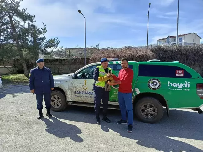 Muş'ta Yaralı Bozkır Kartalı Tedavi Altına Alındı