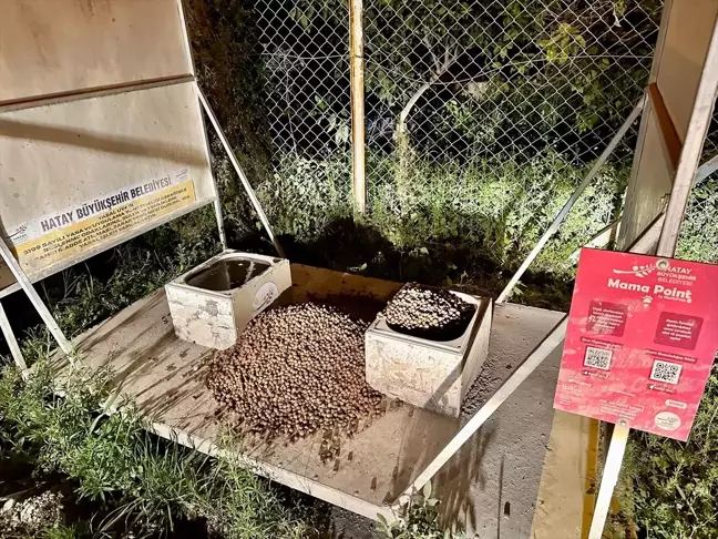 Erzin'de Gönüllüler Sahipsiz Hayvanlar İçin Mama ve Su Bıraktı