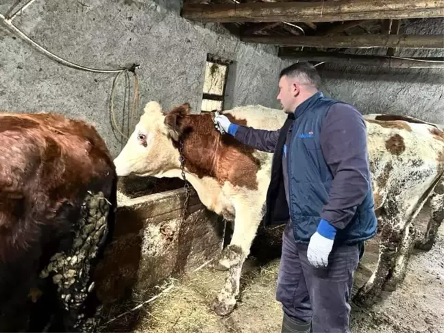 Afyonkarahisar Tarım ve Orman İl Müdürlüğü Büyükbaş Hayvanlara Şap Aşısı Yapıyor