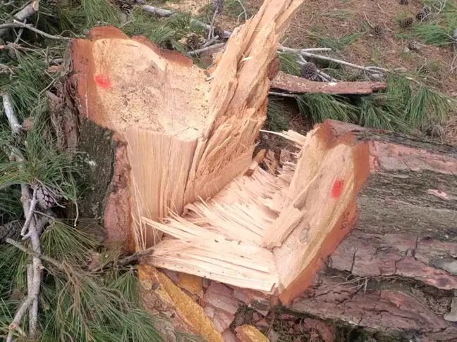 Aydın'da asırlık çam ağaçları kesildi, soruşturma başlatıldı