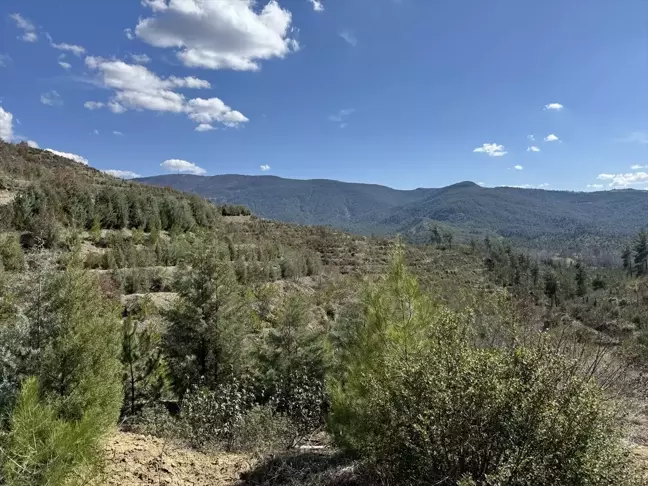 Bolu Göynük'te yangın sonrası 269 bin fidan dikildi