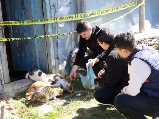 Kastamonu'da Baygın Halde Bulunan Yaşlı Vatandaşın Kedileri Sahipsiz Kaldı