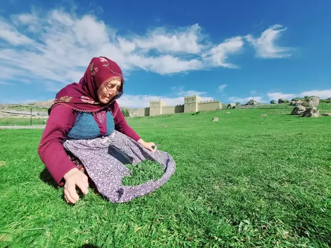 Çorum'un Boğazkale ilçesinde madımak otu toplama mevsimi başladı