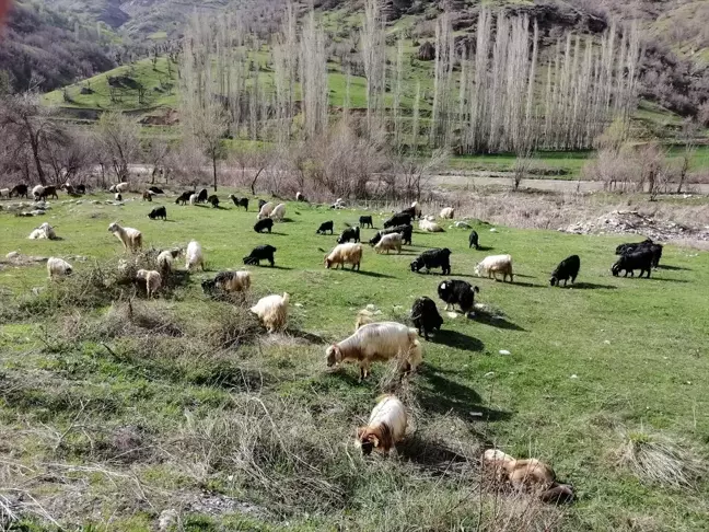 Van'ın Bahçesaray ilçesinde besiciler hayvanlarını merada otlatmaya başladı