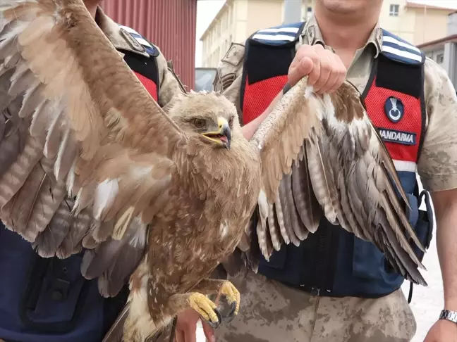 Yaralı kartalın tedavisi başladı