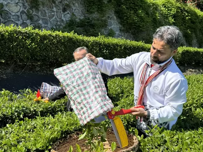 ÇAYKUR, yaş çay alım kampanyasına başladı