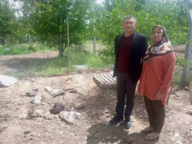 Başıboş köpekler kümeste 27 tavuğu telef etti