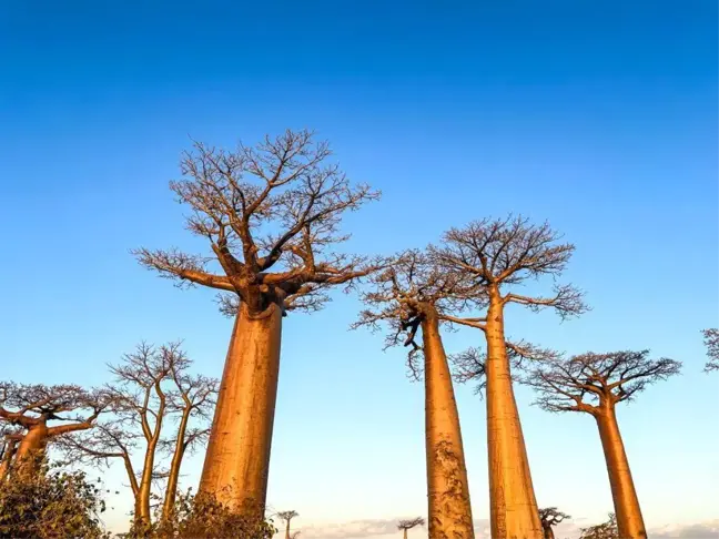 Antik Baobab Ağaçlarının Kökeni Çözüldü