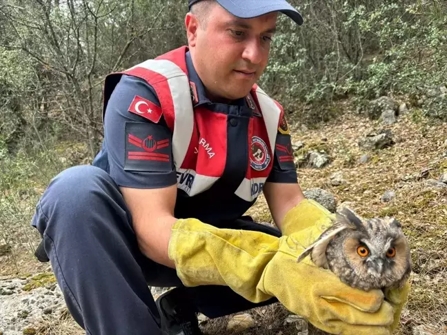 Burdur'da Yaralı Baykuş Tedaviye Alındı