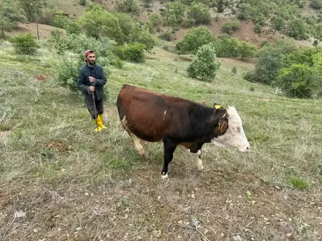 Giresunlu Halil İbrahim Bakırhan, Devlet Desteğiyle Hayvancılığa Devam Ediyor