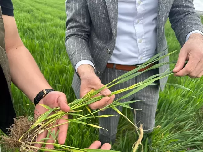Kangal Ziraat Odası Çiftçileri Sarı Pas Hastalığına Karşı Uyardı